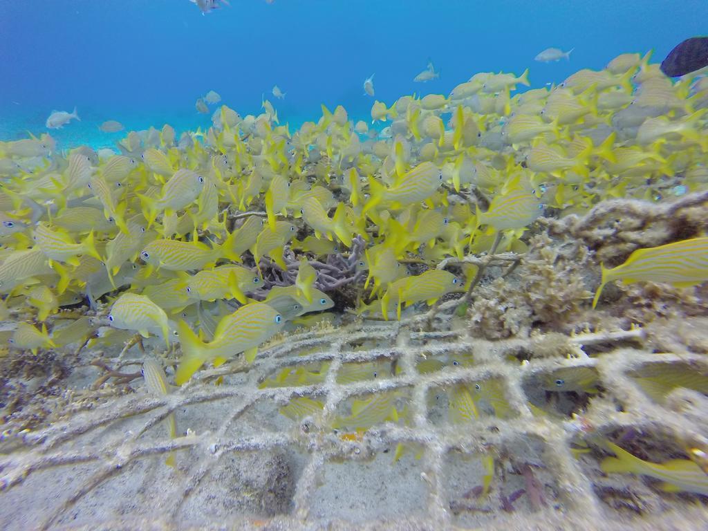 Mima's Village Cozumel Kültér fotó